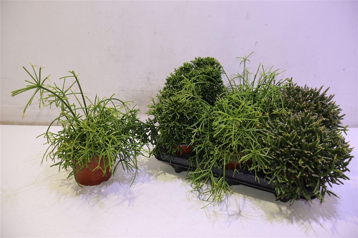 <h4>arr8 Rhipsalis Gem</h4>