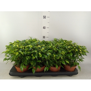 Ficus benja. 'Green Kinky'
