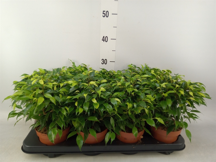 <h4>Ficus benja. 'Green Kinky'</h4>