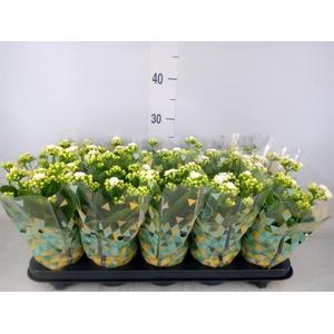 Kalanchoe blos. 'Perfecta White'