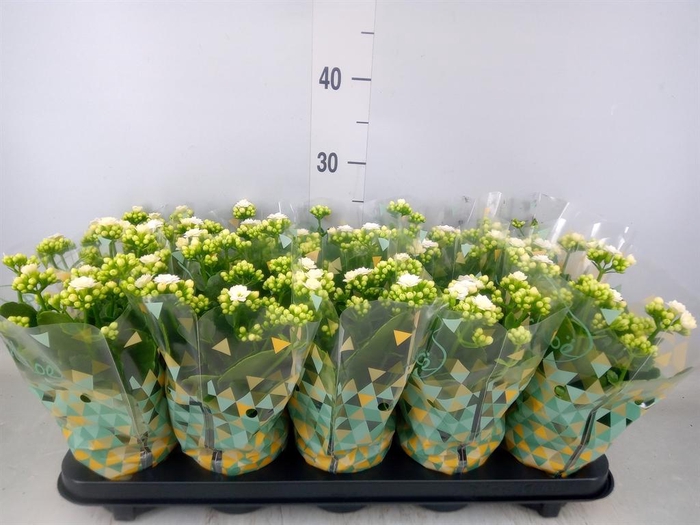 <h4>Kalanchoe blos. 'Perfecta White'</h4>
