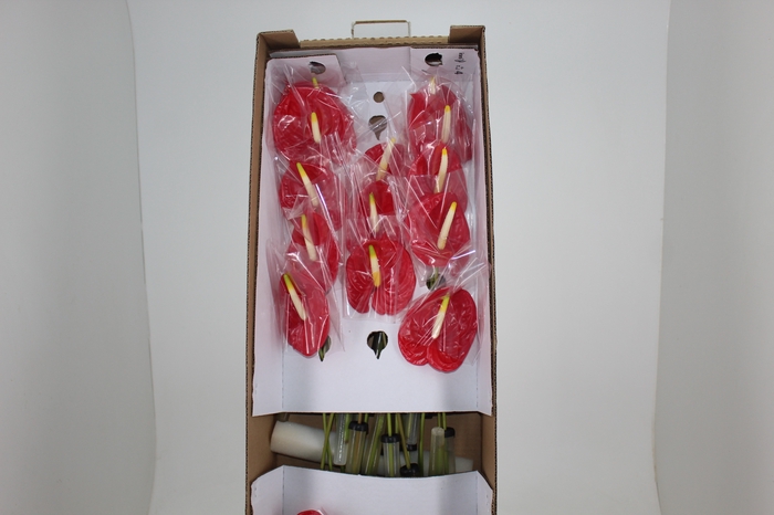 <h4>ANTHURIUM TROPICAL 9/11 035 CM DIAM MIN 9 CM VERMELHO</h4>