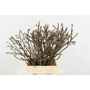 MAGNOLIA PER STEM 050CM