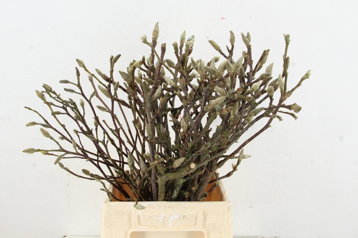<h4>MAGNOLIA PER STEM 050CM</h4>