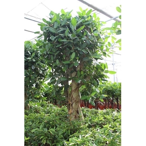 Ficus Benghalensis