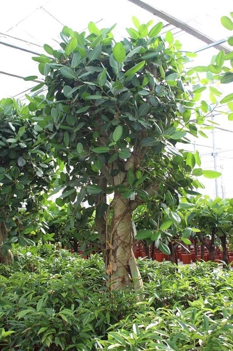 <h4>Ficus Benghalensis</h4>