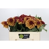 Dahlia Creme de Cognac