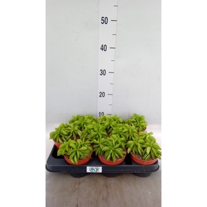 Peperomia ferreyrae 'Happy-Bean'