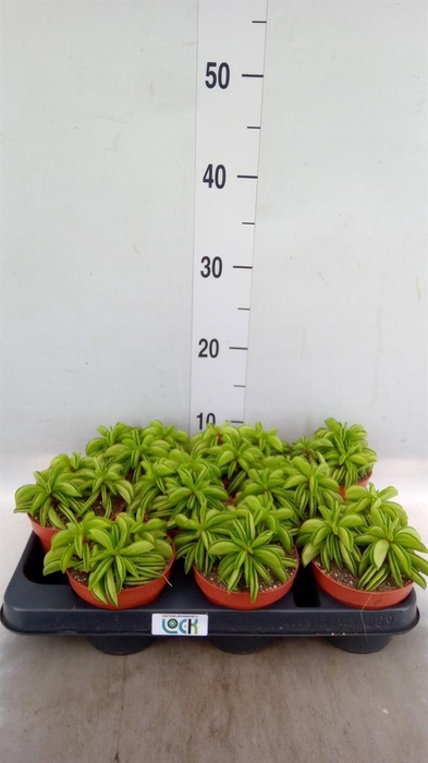 <h4>Peperomia ferreyrae 'Happy-Bean'</h4>