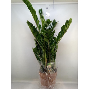 Zamioculcas zamiifolia