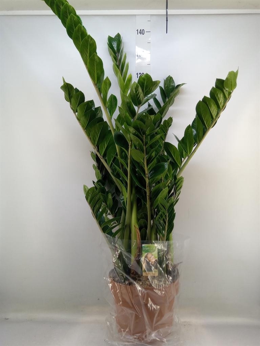 <h4>Zamioculcas zamiifolia</h4>