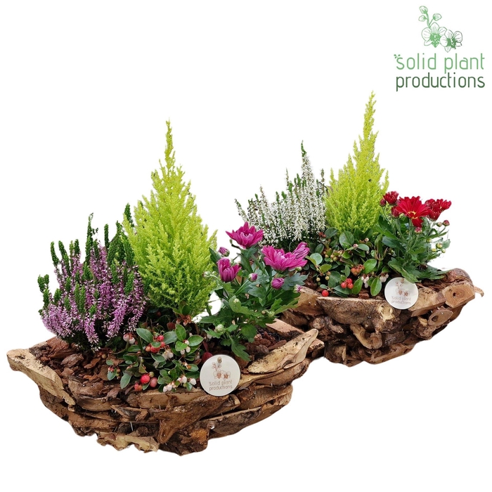 <h4>DBAC001 Driftwood Boat Allerheiligen Mix</h4>