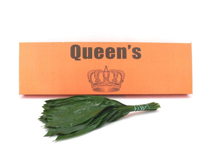 <h4>Aspidistra 60</h4>