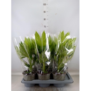 Fatsia japonica 'Variegata'