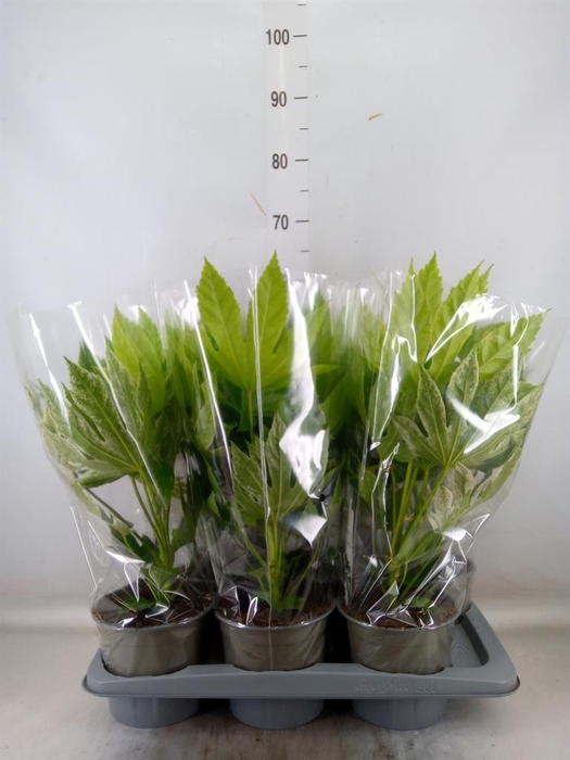 <h4>Fatsia japonica 'Variegata'</h4>