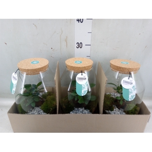 Arr.   Planten H%