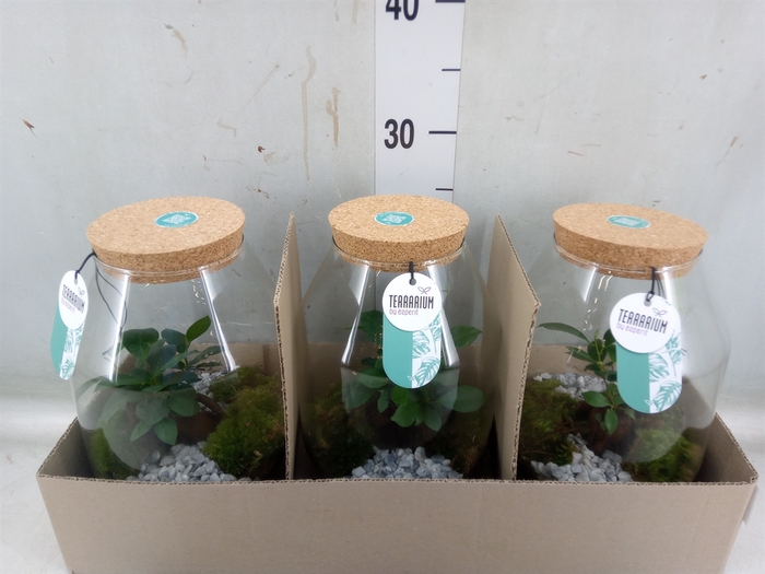 <h4>Arr.   Planten H%</h4>