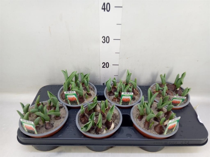 <h4>Tulipa DU ...</h4>