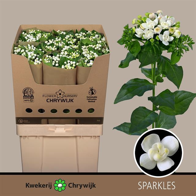 BOU DU SPARKL