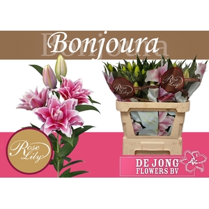 LI OR DU RL BONJOURA