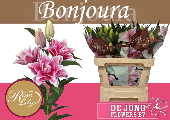 <h4>LI OR DU RL BONJOURA</h4>