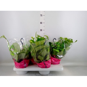 Epipremnum pinn.   HG  ...mix