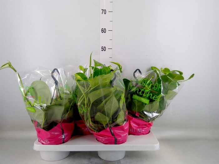 <h4>Epipremnum pinn.   HG  ...mix</h4>