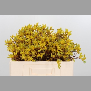 Anigozanthos Yellow Gem