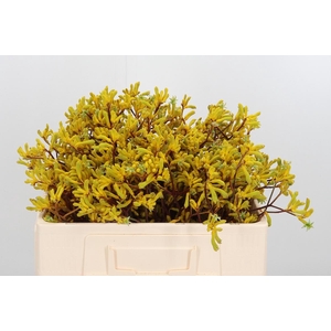 Anigozanthos Yellow Gem