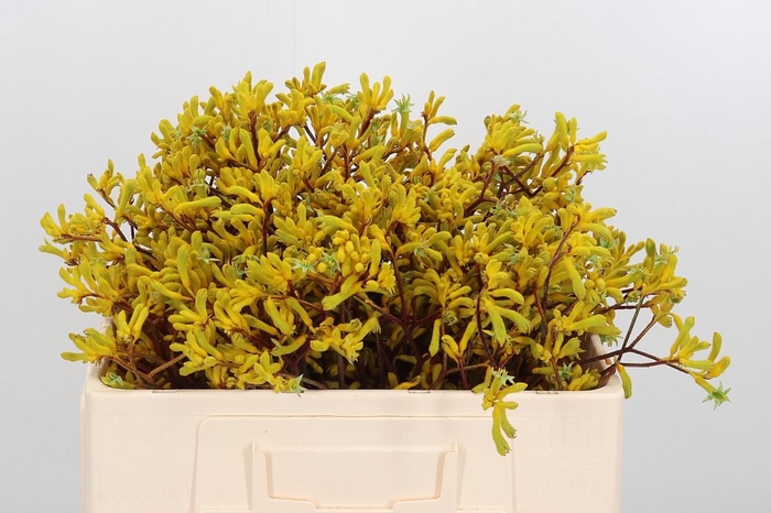 Anigozanthos Yellow Gem