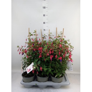 Fuchsia  'Bella Fuchsia Evita'