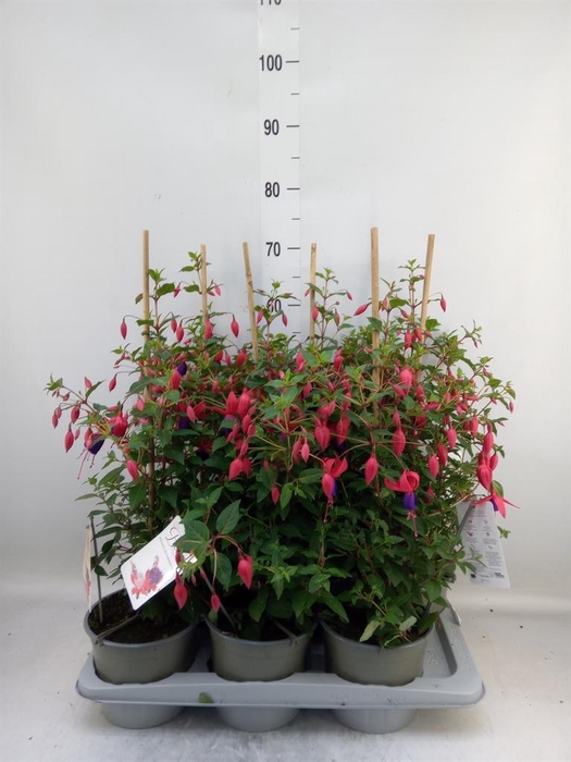 <h4>Fuchsia  'Bella Fuchsia Evita'</h4>