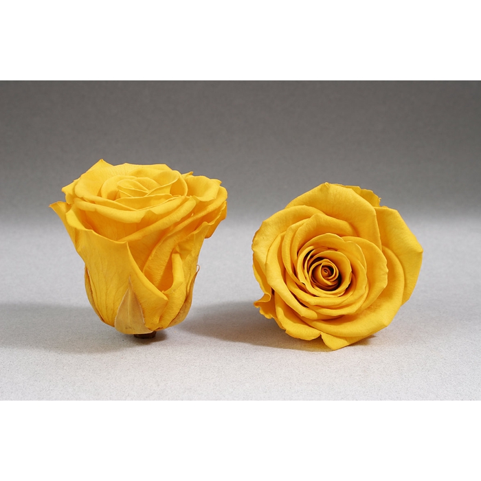 <h4>Rose stab. XL Yel-02</h4>