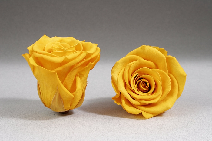 <h4>Rose stab. XL Yel-02</h4>