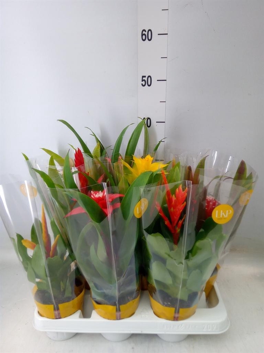 <h4>Bromelia   ...mix</h4>