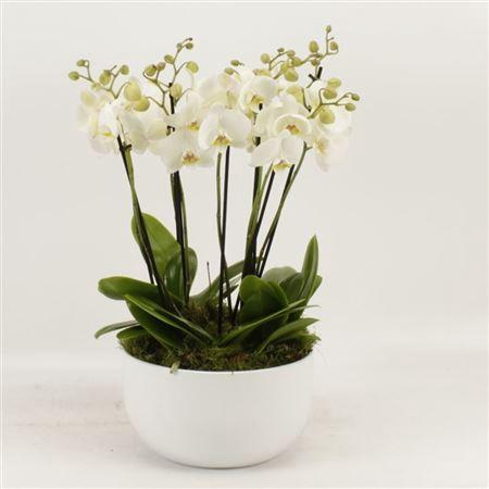 <h4>Phal Inverness 9 Tak Keramiek Sena Wit</h4>