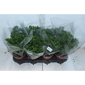 ASPLENIUM LESLIE P15