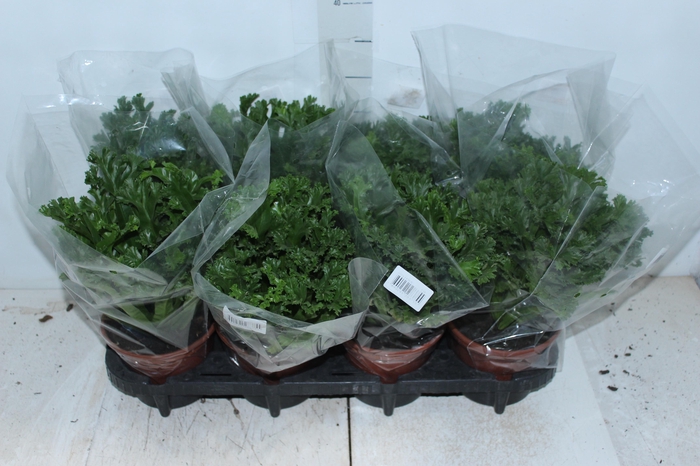 <h4>ASPLENIUM LESLIE P15</h4>