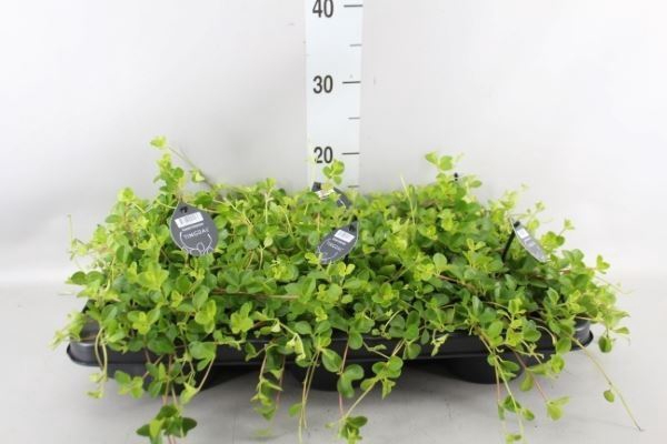 <h4>Peperomia rotundifolia</h4>