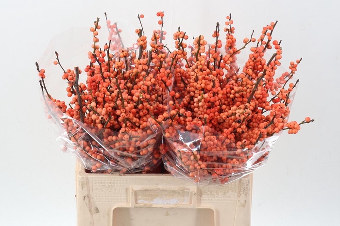 <h4>Ilex La Range</h4>