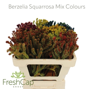 Berzelia Squarrosa Mix Colours