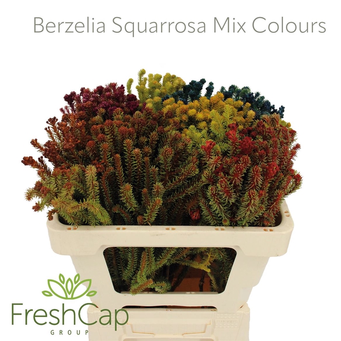 <h4>Berzelia Squarrosa Mix Colours</h4>