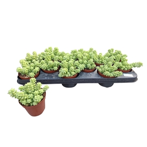 SEDUM BURRITO
