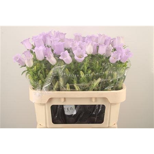 Campanula Med Champ Lavendel