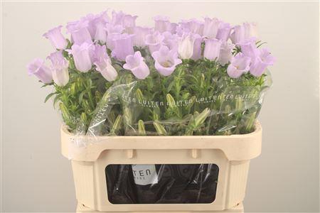 <h4>Campanula Med Champ Lavendel</h4>