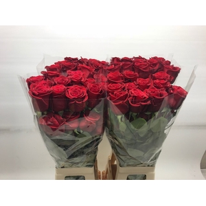 R Gr Freedom Red 50cm CO