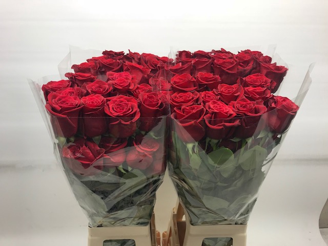 <h4>R Gr Freedom Red 50cm CO</h4>