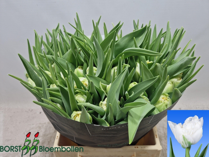 <h4>TU DU NORTHCAP</h4>