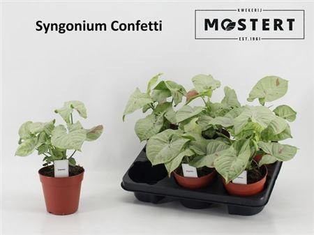 <h4>Syng Confetti</h4>