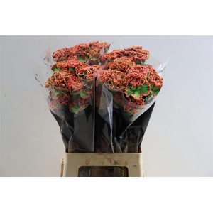 Di St Painted Tropicana